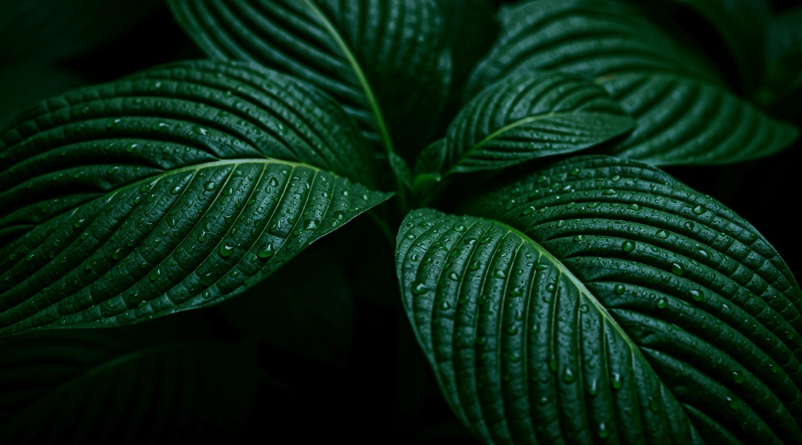 Natural botanical textures representing our clean data approach